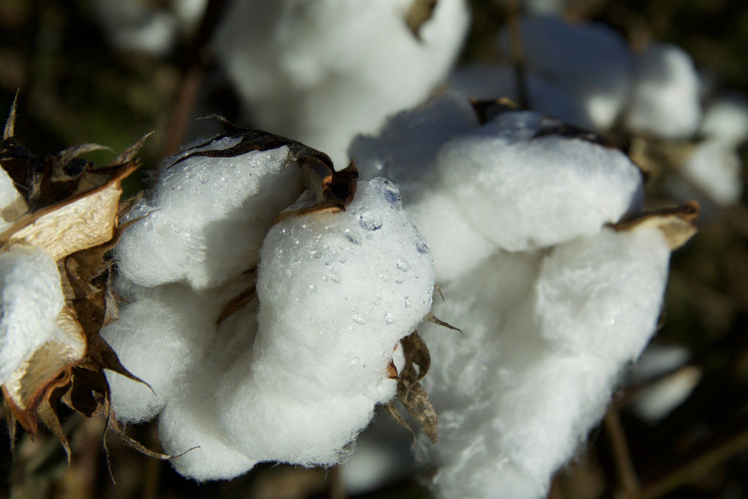 Raw cotton bolls on the plant
